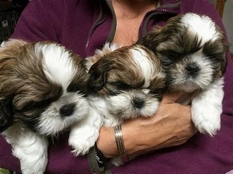 <strong>Shih Tzu</strong> – Price: 0 for <strong>sale</strong> in. . Shih tzu puppies for sale in georgia under 400
